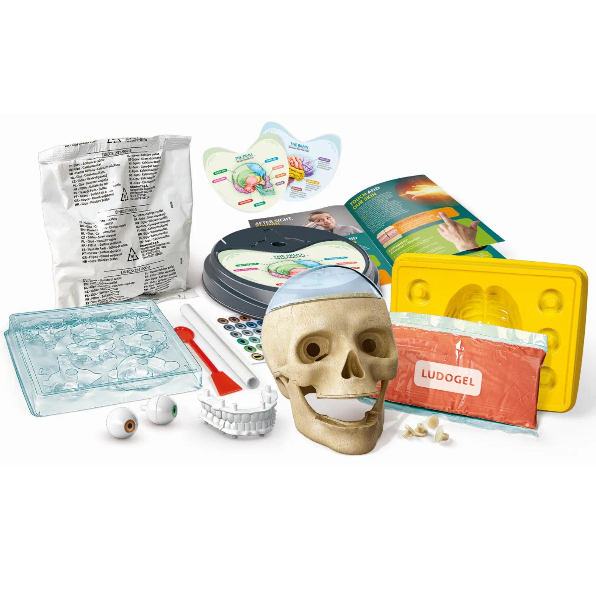 Clementoni Crazy Anatomy – Toy Kingdom South Africa